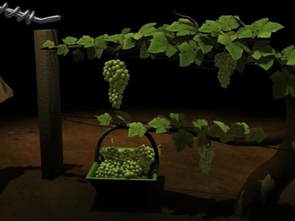 L'élaboration du champagne 1/8 : les vendanges