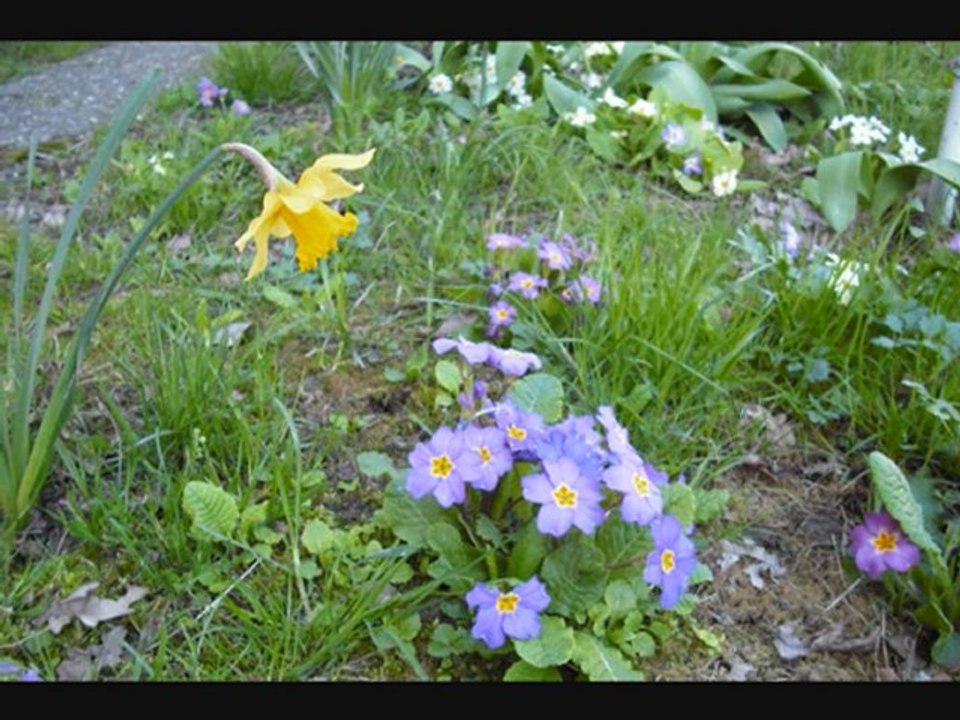 c'est l'printemps