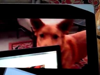 Classic Game Room - Happy New Year 2012! VIRAL DOG-CEPTION!!!!!