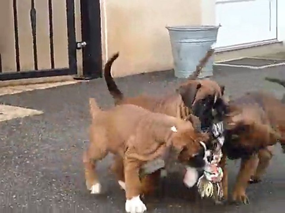 BEBES EDGAR x DORIS 1,5 mois