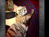 Tigritos recién nacidos lloran
