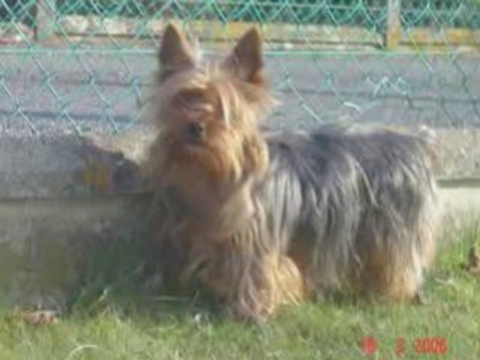 Photorécit de ma chienne Ulpy