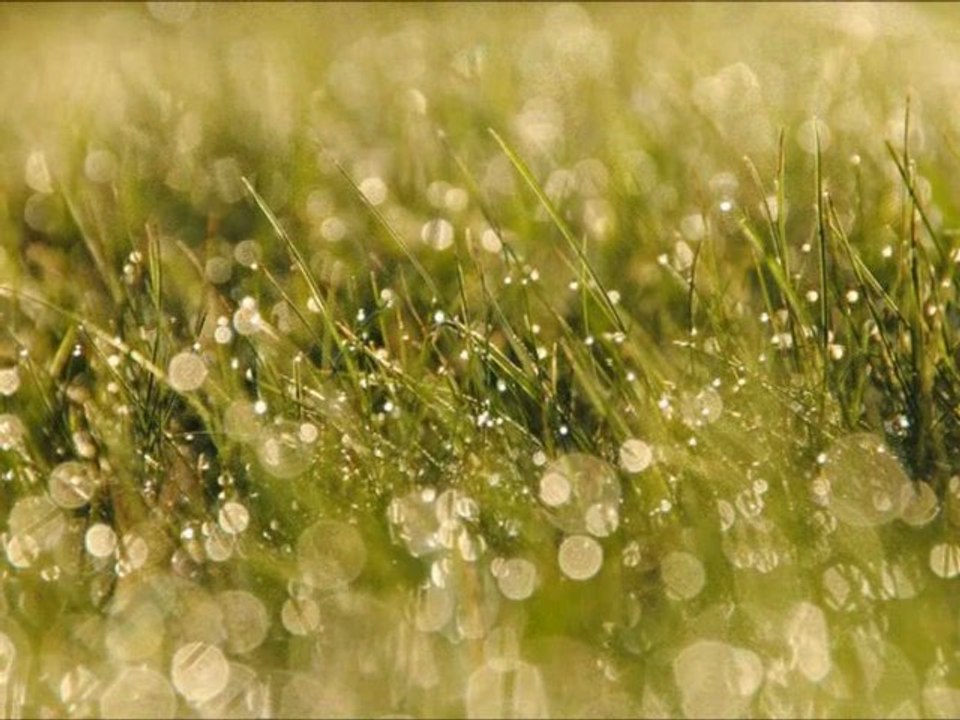 Perles de pluie ~ Axelle Red