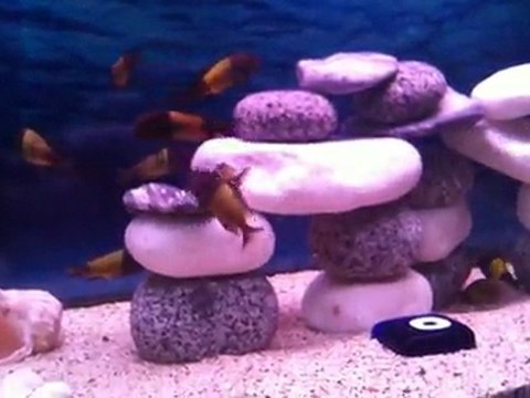 Tropheus Ikola Kaiser