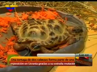 (VIDEO) Curiosidades Vea la tortuga de dos cabezas en Ucrania 19.03.2012