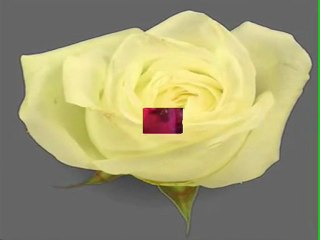 SÖYLEMEDEN - GÜNER GAGE