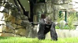 Gorille farceur