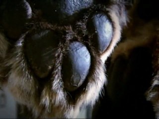 Inside Nature's Giants Episode 7 - The Big Cats (Channel 4)