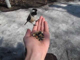 Mésange à tête noire au Lac Mud, Ottawa