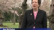 Washington fête le miracle de ses cerisiers japonais centenaires