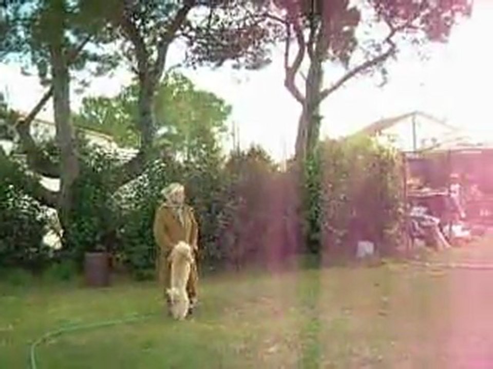 les caniches +lady gaga