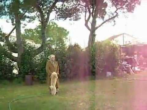 les caniches +lady gaga