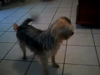 Mon chien préfère une peluche a une chienne en chaleur