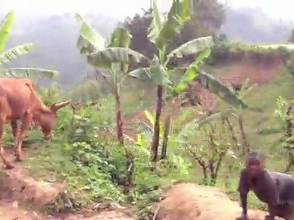 Travel to Nkuringo