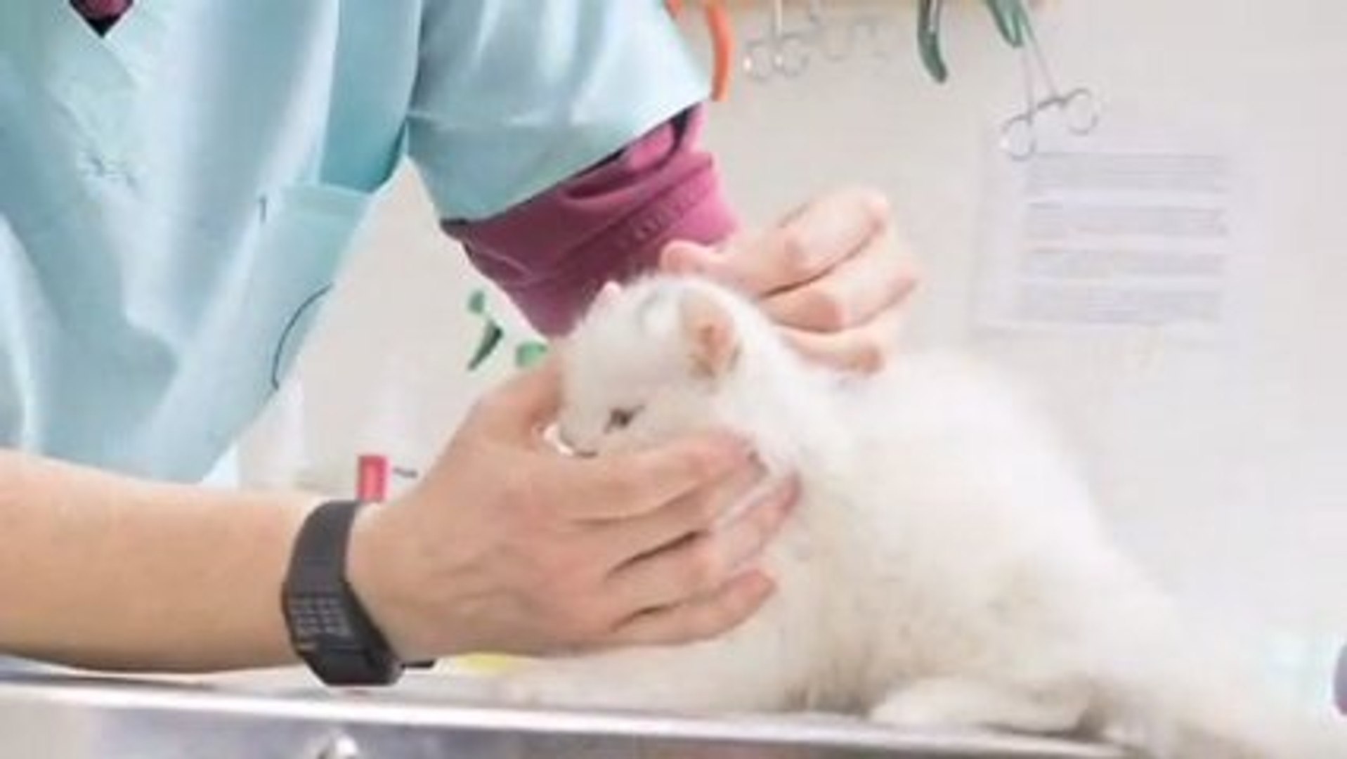⁣Veterinary Surgery Hurstville Connells Point Veterinary ...