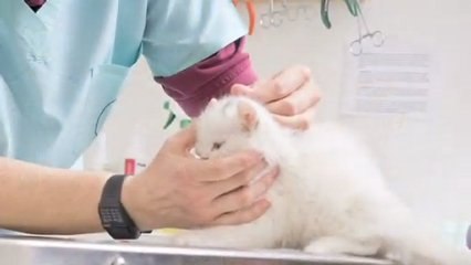 Veterinary Surgery Hurstville Connells Point Veterinary ...