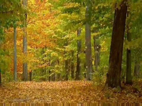 BİR GECE DAHA KAL... Namık SALİH...