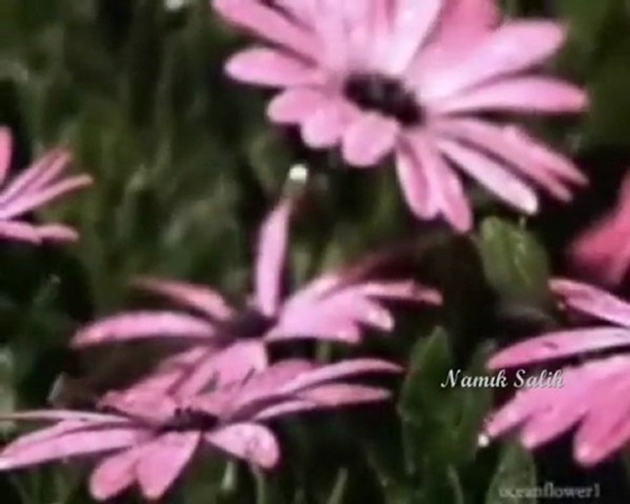 DOSTUM BEN SANA... Namık SALİH...