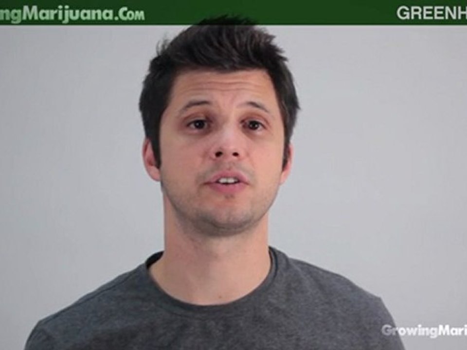 Greenhouses - Growing Marijuana Greenhouses - Greenhouse Weed Growing - 20