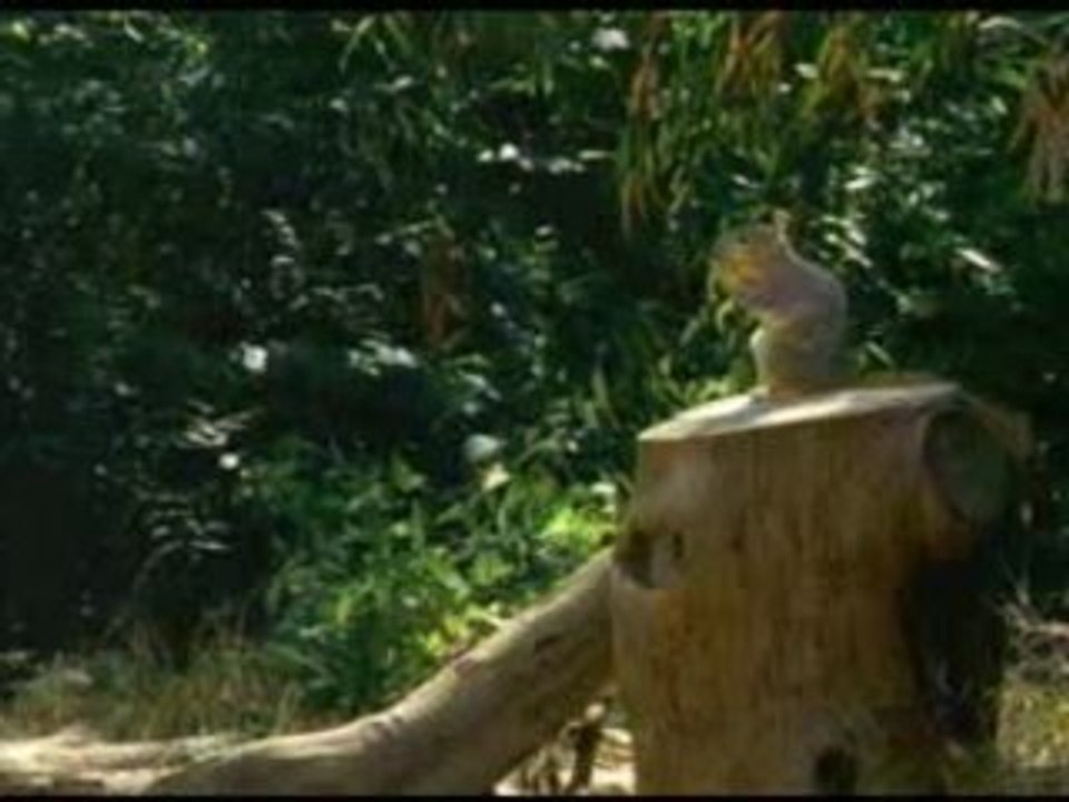 Banned Commercials Geico(Squirrels) Vidéo Dailymotion