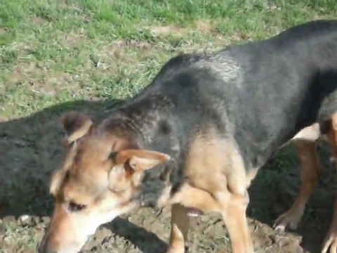 Benjie et ses frères ...