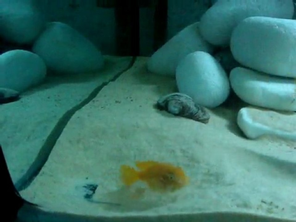 Pseudotropheus Saulosi Çiftleşme