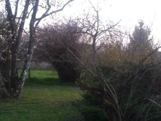 jardin  avec coucher de soleil