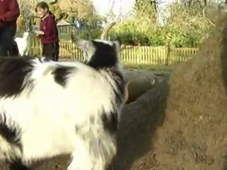 The real life story behind Hollywood film We Bought a Zoo