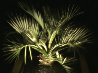 Mise en lumière des palmiers