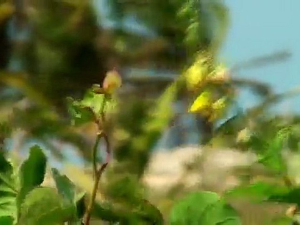 Discovering Ilha Do Guajiru