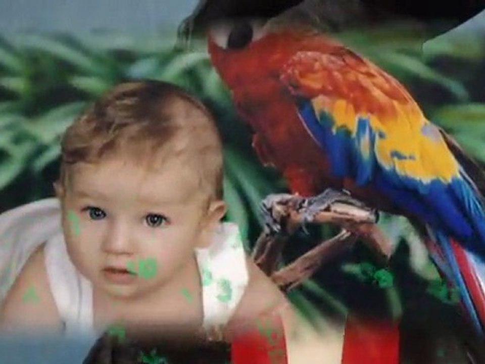 İpekböceği Anaokulu 2008-2009 Müsamere Dün Bugün Yarın Slaytı (Kelebekler)