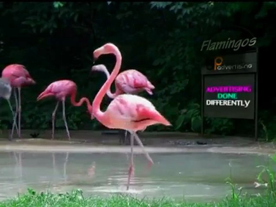 Bluepig Advertising "ADVERTISING DONE DIFFERENTLY" Commercial 2012