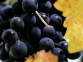 Photographer Rocklin