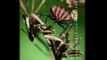 Insectes tout simplement insects simply 昆虫简单 insectos, simplemente