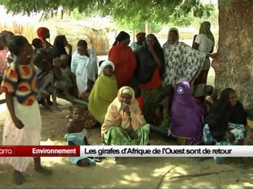 Les girafes d’Afrique de l’Ouest sont de retour