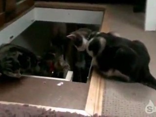 Auch Katzen sind Schweine