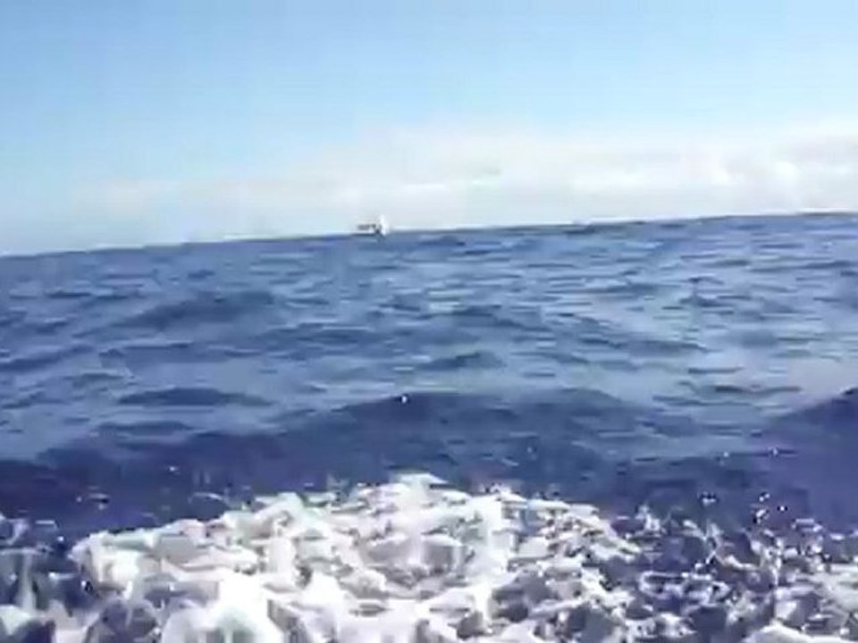 mes amis les dauphins