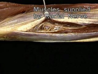 Upper limb--Part 3(b)