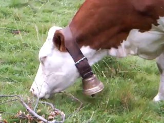 concert de vaches auvergnates