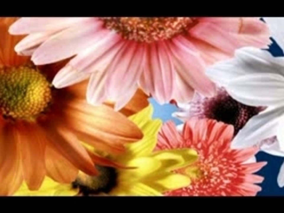 Abertura_Floribella