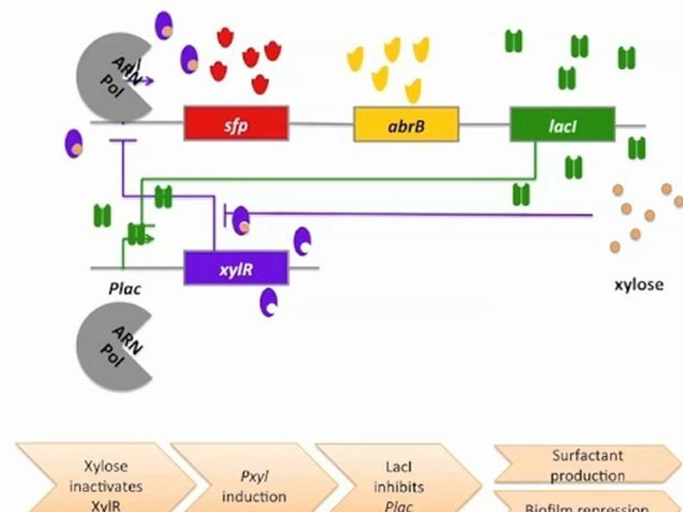 Xylose Induction
