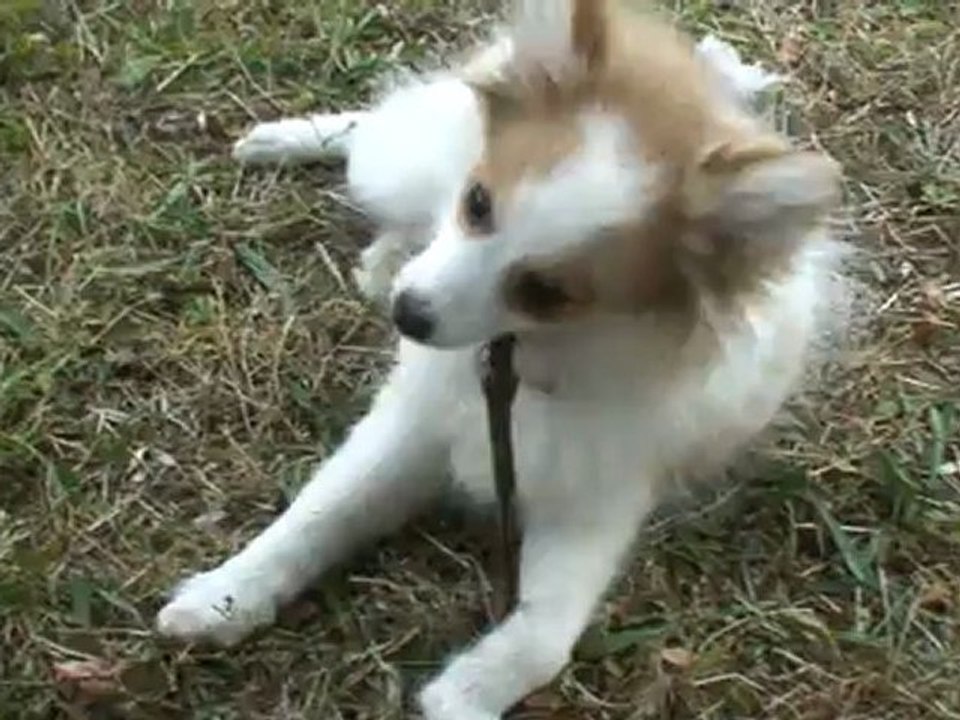 Baika, Haloha et Damon s'éclatent