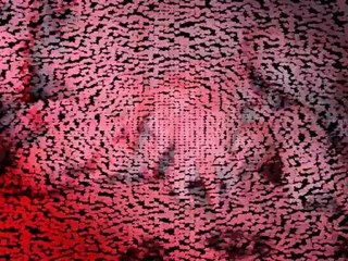 Les chiots de Florida  filmés le  23/09/2012