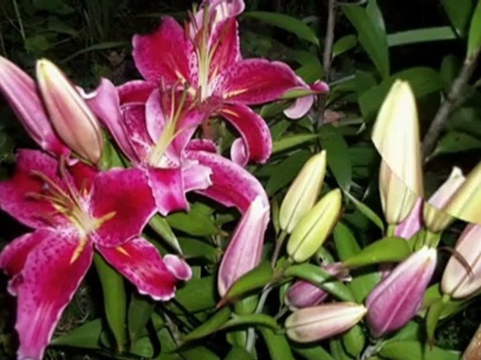 Lilie w moim ogrodzie-2012-avi