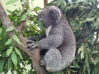 Australie - Featherdale Wildlife Park : koala