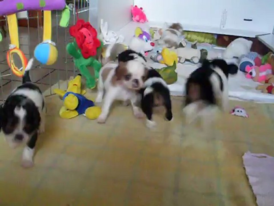 video .0.2 .23.09  BÉBÉS DAKOTA 2012.01