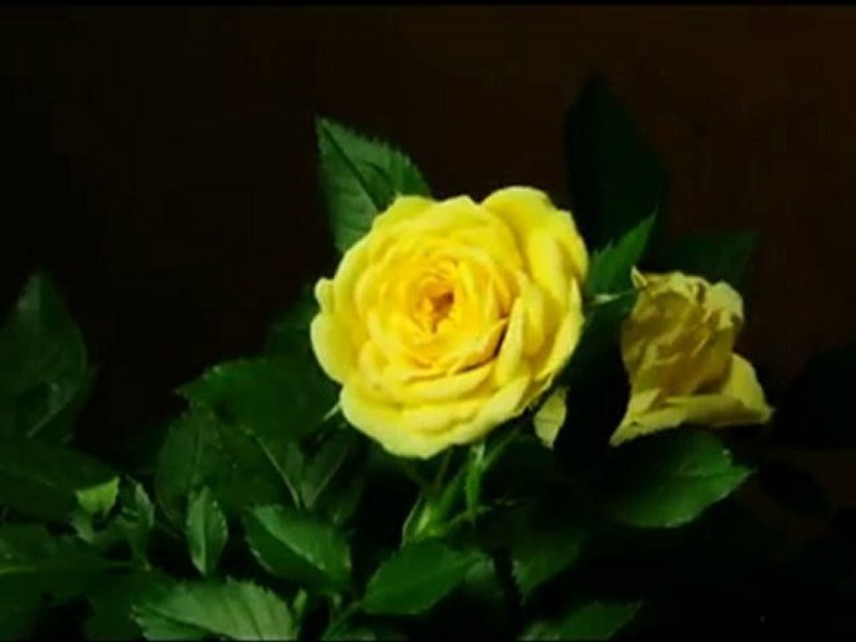 İzLeMeLiSin)
