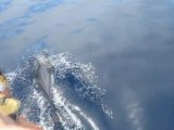 Dolphins beneath our bow