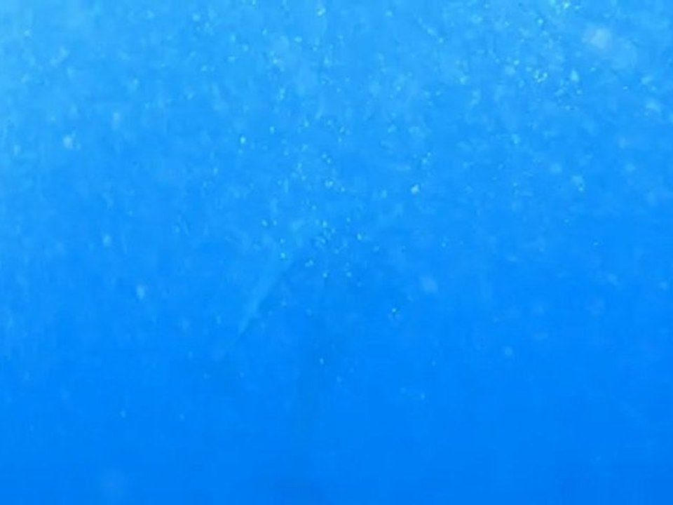 Dolphins under water