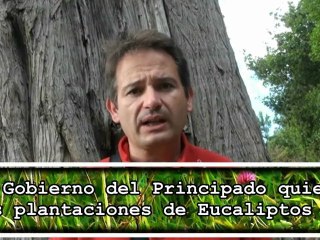 Download Video: Más eucaliptos en Asturias. Ecologistas critican al Gobierno del Principado